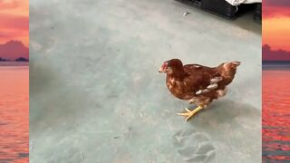 dikasih 1 sak lu kaget yam ayam