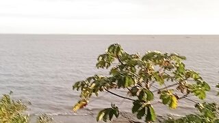 Cutijuba