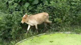 Animal drinking water
