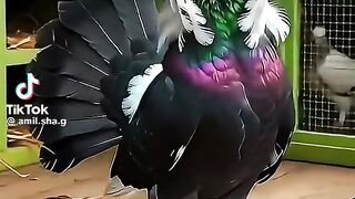 Tik Tok Video 159
