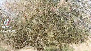 Tik Tok Video 161