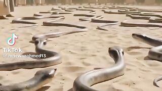 Tik Tok Video 171