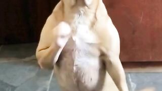 CACHORRO FELIZ