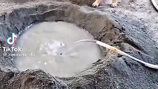 Dog work 2