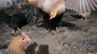 Galinha do Kung Fu