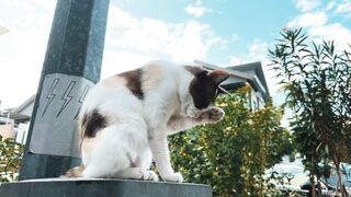 Cute Cat Grooming Himself 🐱❤️ | Funny & Relaxing Cat Moment