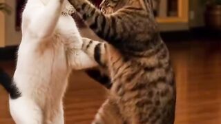 Cat rewcet
