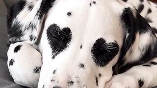 Dog lover 5