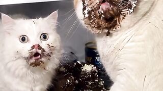Catcat pumpum