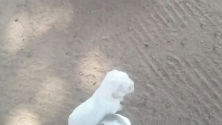 My pets 4