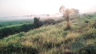 foggy morning