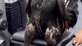 fitness chicken