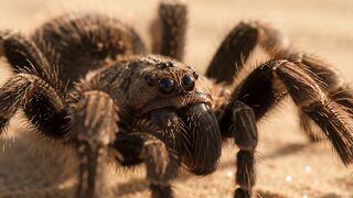 Tarantula in a violent fight with a scorpion - Una tarántula en una violenta pelea con un escorpión.