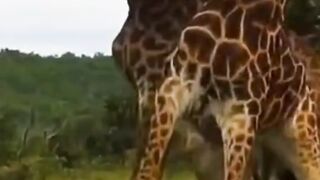 1 minuto animal - Dois machos brigando por território