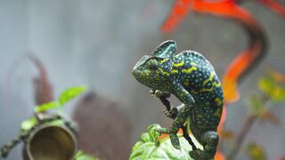 CHAMELEON 8