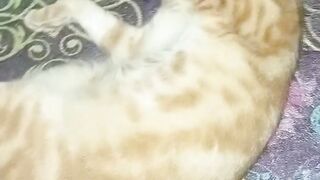Sleeping Cat 4