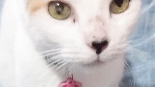 Brisa