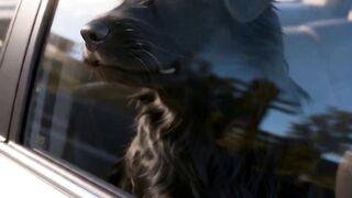 NUNCA DEIXE SEU CACHORRO NO CARRO.