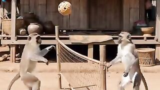 Monkey fight 3