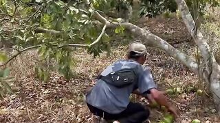 Tree-ripened avocados in the summer