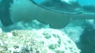 Squid Swarm Defies Ocean Predators