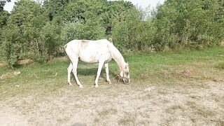 Beautiful Horse in the Garden