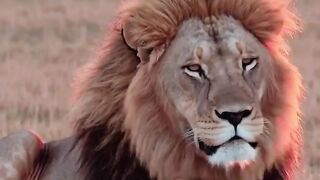 SIMBA AND MUFASA, unconditional love ❤️ Between son and father