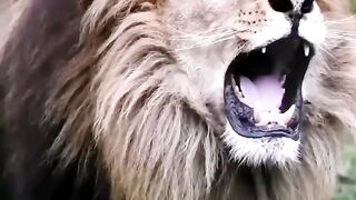 Roaring Lion😍