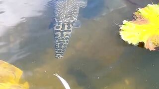 Predatory fish that prey on other fish