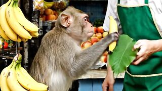 The Smartest Customer Ever 😂🐒