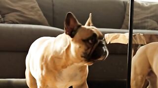 Dog Meets His Twin 😂🐶
