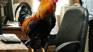 The New Boss Has Arrived 😂🐔