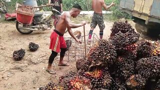 Kerja ngangkat sawit
