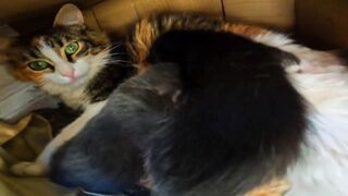 Hidden sanctuary found where a starving mother protects her newborn litter alone 2