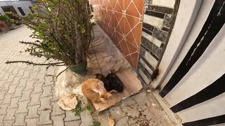 Patience pays off as a protective mama allows her kitten to approach me 2