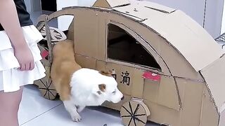 kitty going to school 🏫| New Viral Gadgets,Smart Appliances, Kitchen Utensils/ Home Inventions