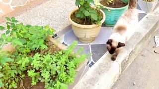 Siamese cat adopts three orphans showing them incredible maternal love and warmth 2