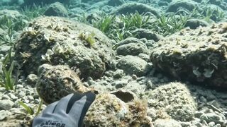 A Parrotfish Enters a Mysterious Hidden Reef Chamber! 🐠🌊