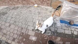 The cat goes out to the poor mother cat and meows, leaving behind her hungry kittens.