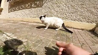 A small stray cat and an amputee Oreo cat are very hungry and scared.