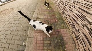 Oreo the cat is pregnant and her kitten, Clico, is also pregnant, hissing to her mother.