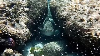 A Huge Fish Appeared Underwater! 🐟🌊