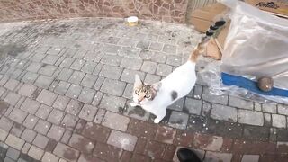 Kittens in a box, and the mother cat welcomes me and leads me to her young.