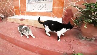 A small, shy, poor, homeless kitten that is hungry
