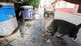 street cats after the floods in ksar kebir