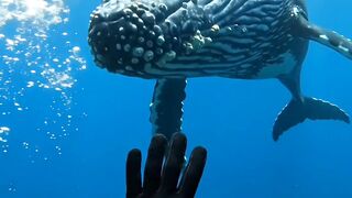 This Giant Whale Suddenly Appeared Right in Front of the Diver! 🐋🌊