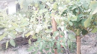 eggplant