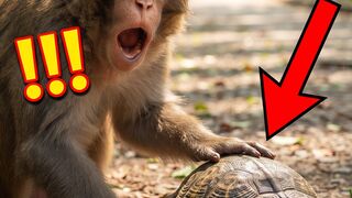 😂 This monkey thought stealing from a turtle would be easy!