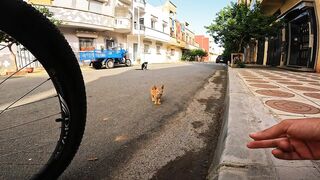 A cute little orange stray cat is crying because she is hungry and lonely.
