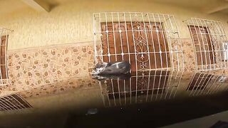 A cute cat, asleep on the roof of a luxury car, greets me affectionately.